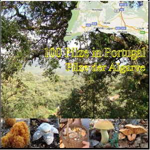 CD-100 Pilze in Portugal-Home_1